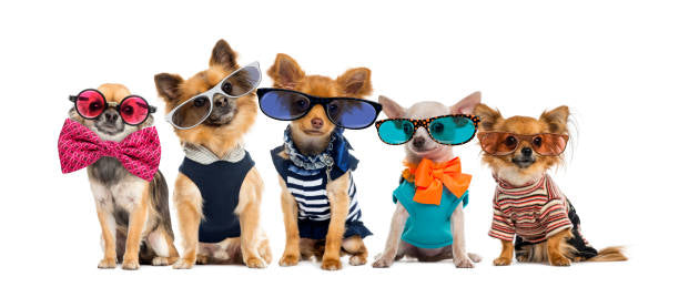 Ontdek onze collecties
